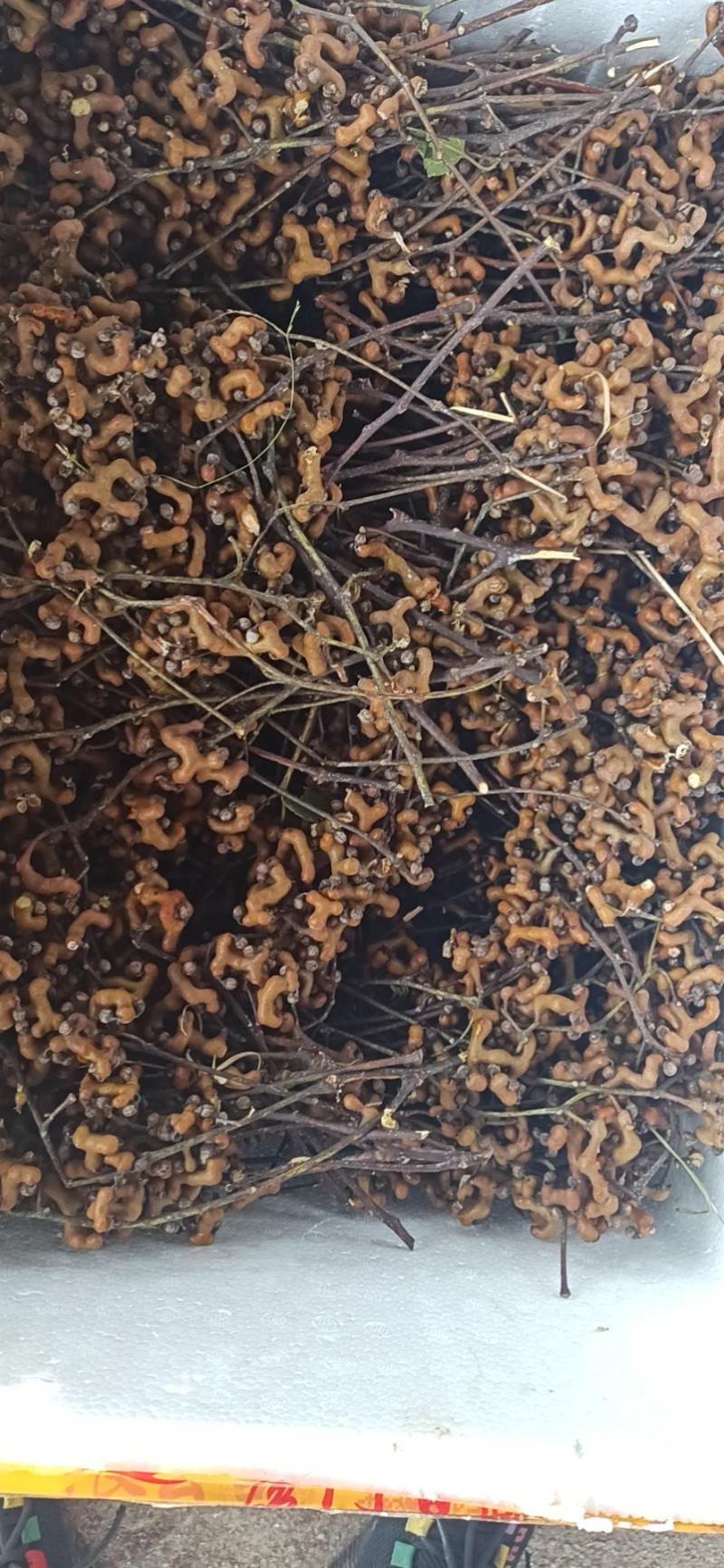 干拐枣，枳具，今年刚刚晒得，新鲜好吃回味无穷欢迎咨询