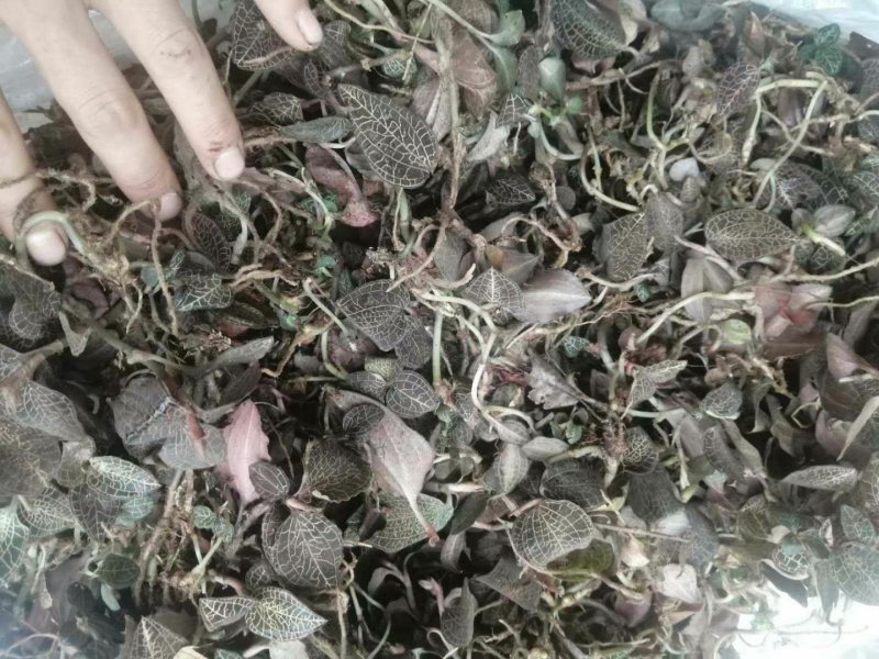 野生现找现货金线莲（一手货源）