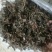 野生现找现货金线莲（一手货源）