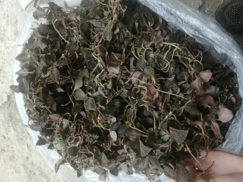 野生现找现货金线莲（一手货源）