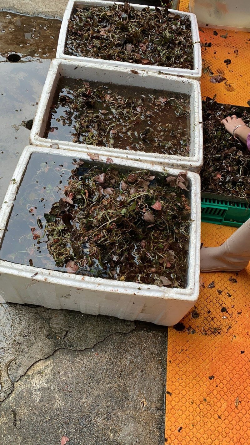 野生现找现货金线莲（一手货源）