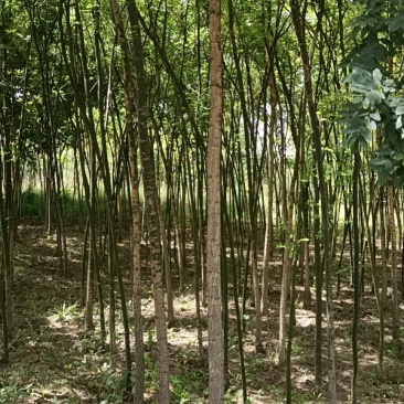 国槐2~4cm4cm以下2~3米