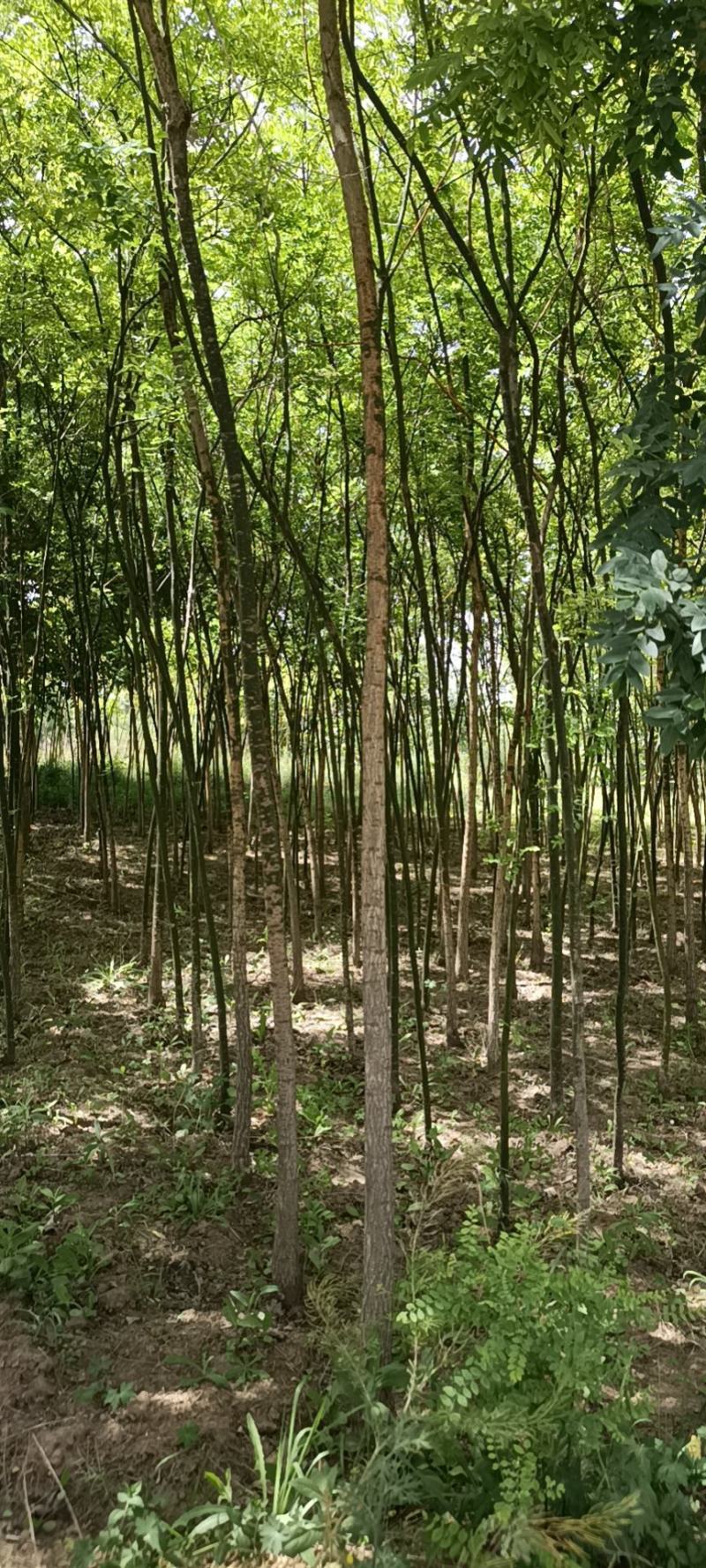 国槐2~4cm4cm以下2~3米