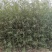 竹柳苗，垂柳苗。，柳树段，金蝉养殖专用树苗