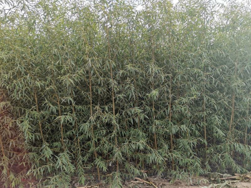竹柳苗，垂柳苗。，柳树段，金蝉养殖专用树苗