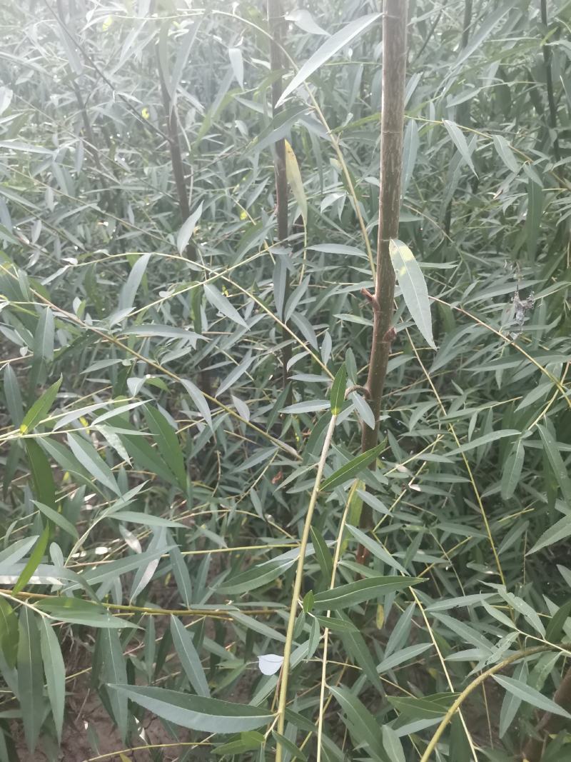 竹柳苗，垂柳苗。，柳树段，金蝉养殖专用树苗