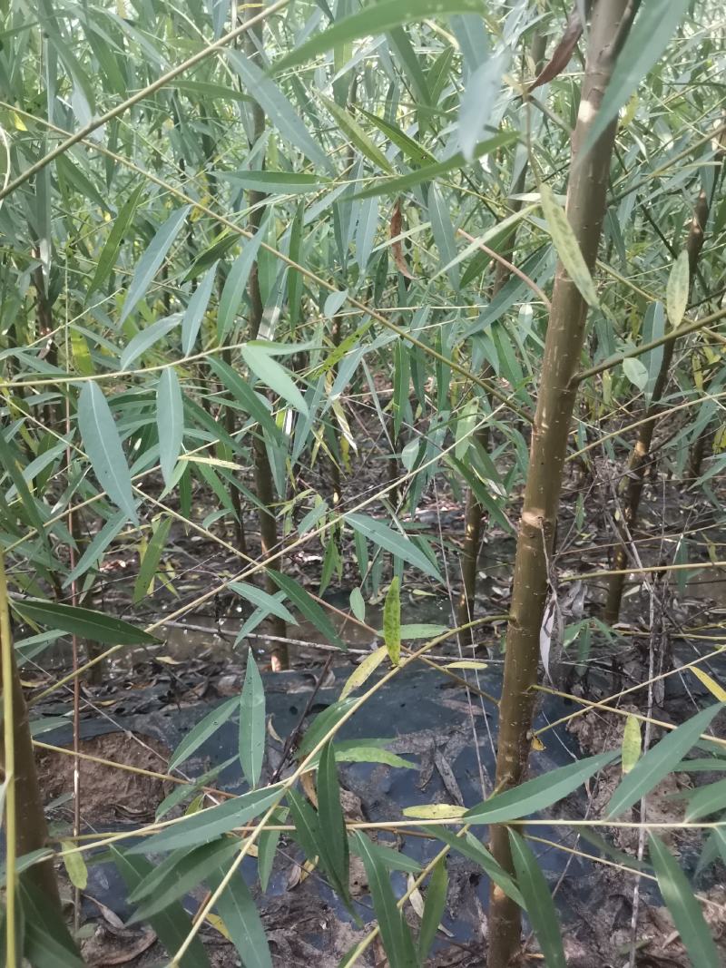 竹柳苗，垂柳苗。，柳树段，金蝉养殖专用树苗