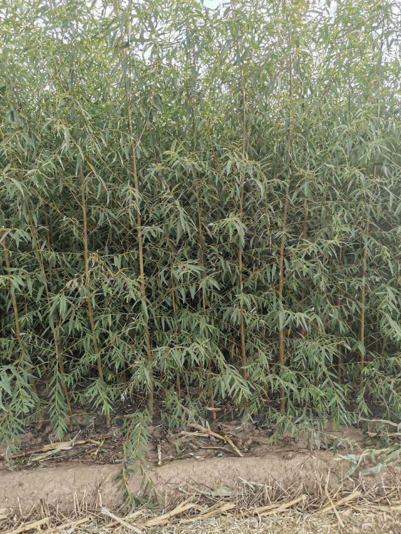 竹柳苗，垂柳苗。，柳树段，金蝉养殖专用树苗