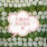 黄心白菜，玲珑黄白菜，精品白菜