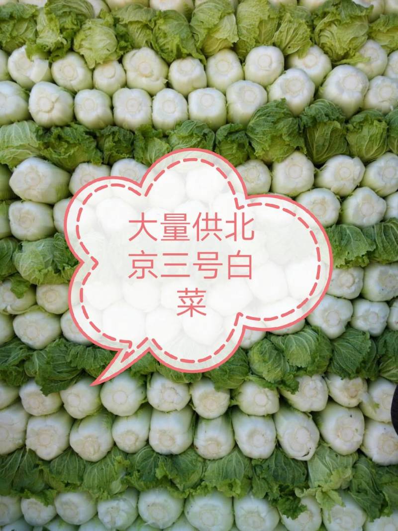 黄心白菜，玲珑黄白菜，精品白菜