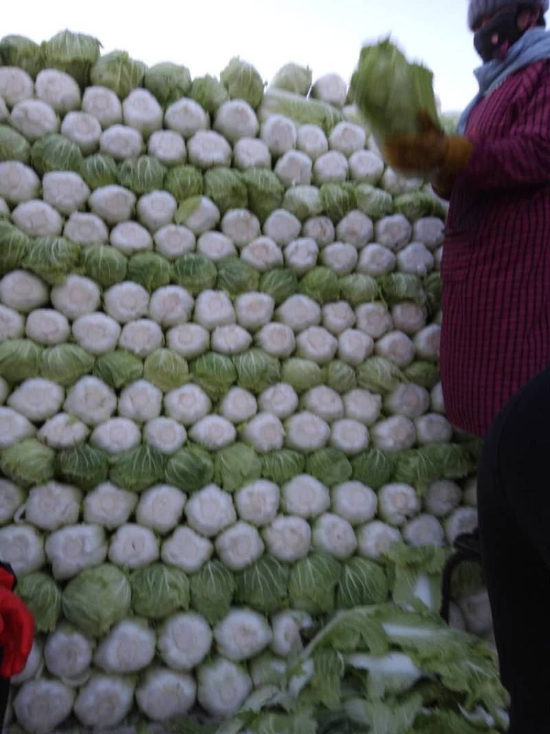 黄心白菜，玲珑黄白菜，精品白菜