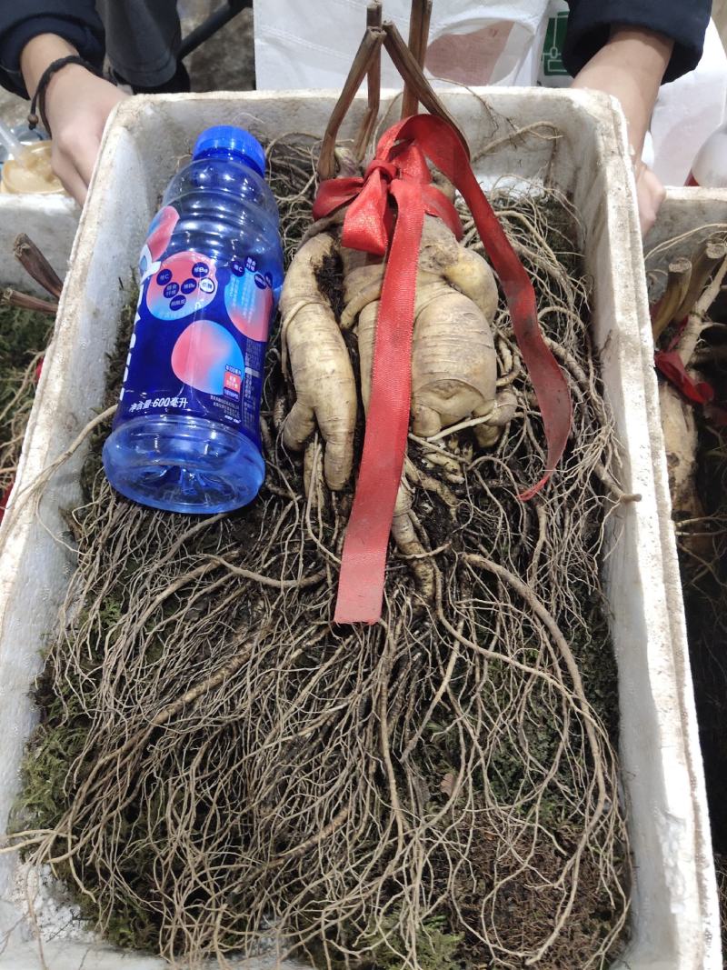 特级鲜水参4两多的皮毛好送人经济实惠