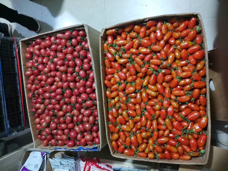 碧娇小柿子，特殊气候，特殊口味，大量上市中