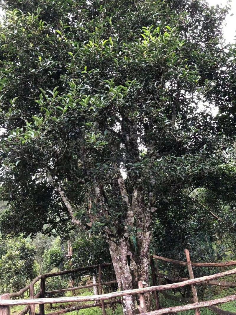云南普洱茶古树茶单株。纯手工制作润滑口感香甜，耐泡。