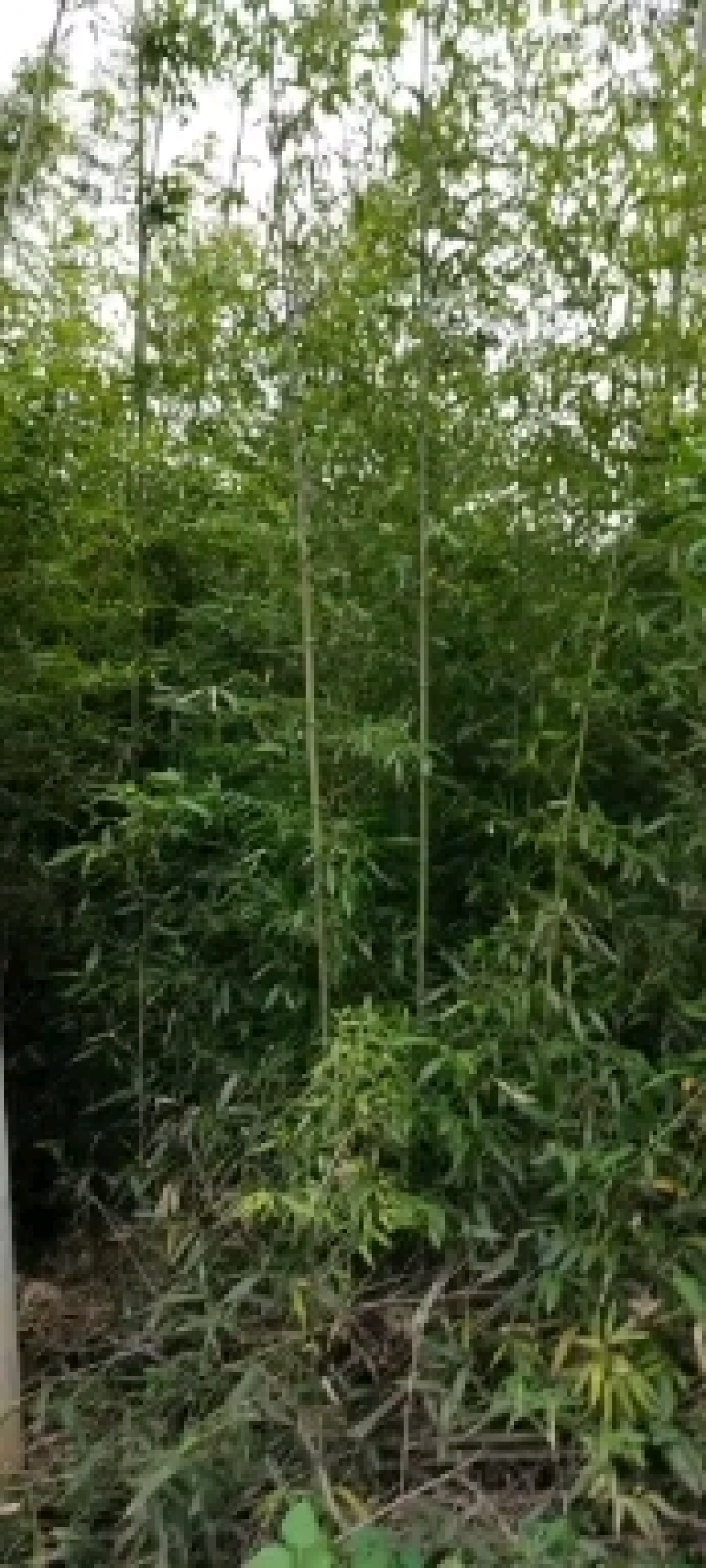 雷竹精品竹苗批发产地，海量现货，欢迎订购！！成活率高！