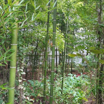 雷竹精品竹苗批发产地，海量现货，欢迎订购！！成活率高！