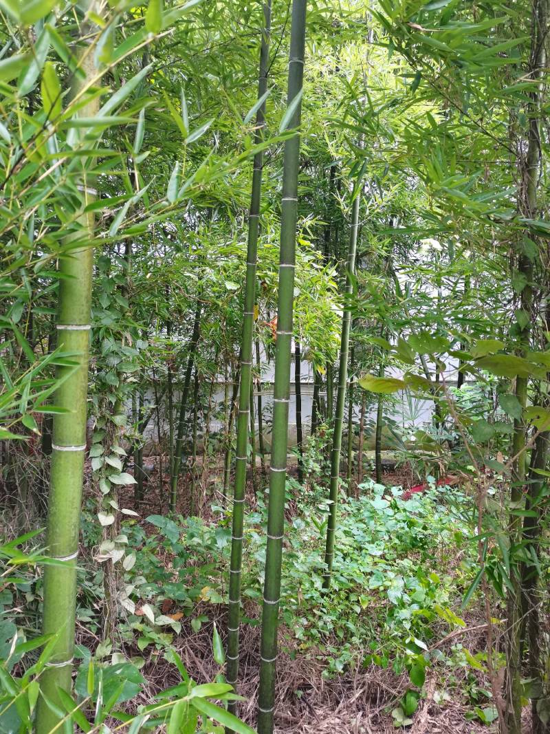 雷竹精品竹苗批发产地，海量现货，欢迎订购！！成活率高！