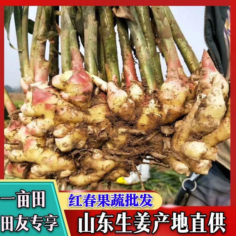 精品鲜姜大量供应，品质好，块头大，质量保证，价格便宜