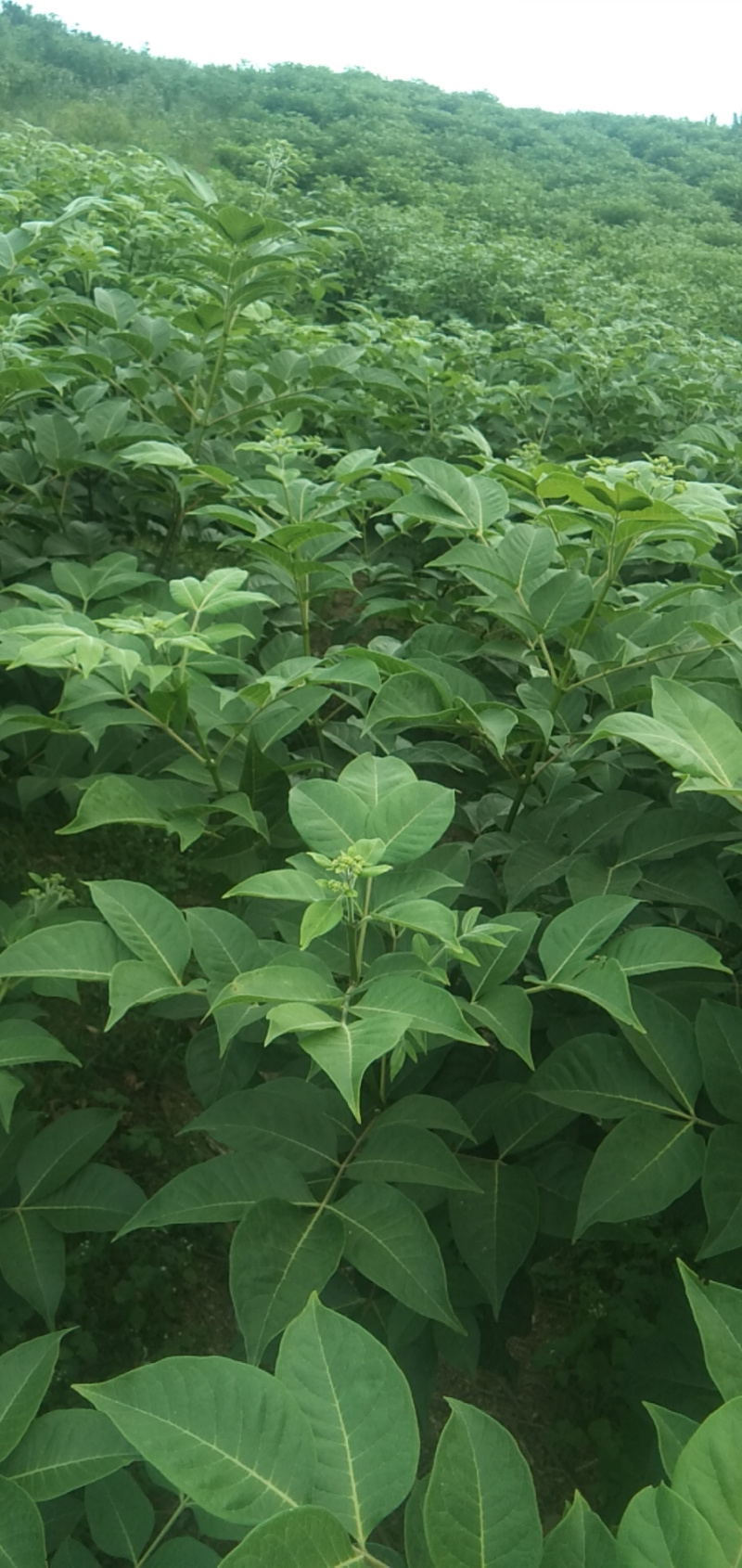 吴茱萸苗中花吴茱萸苗