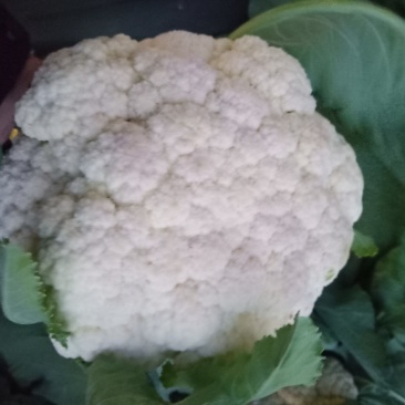优质白花菜花，产地直发，新鲜采摘，全国代发