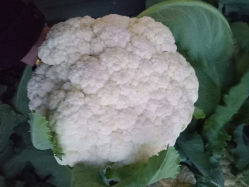优质白花菜花，产地直发，新鲜采摘，全国代发