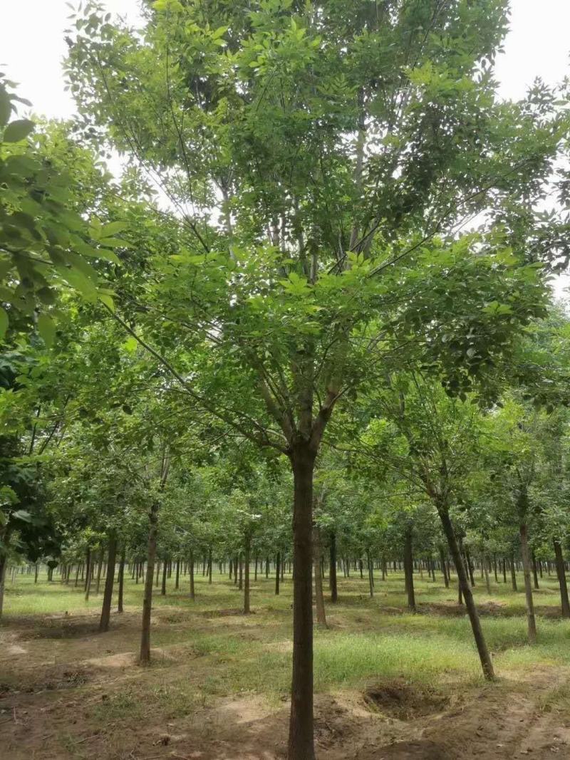 速生白蜡老白蜡占地白蜡树基地直销