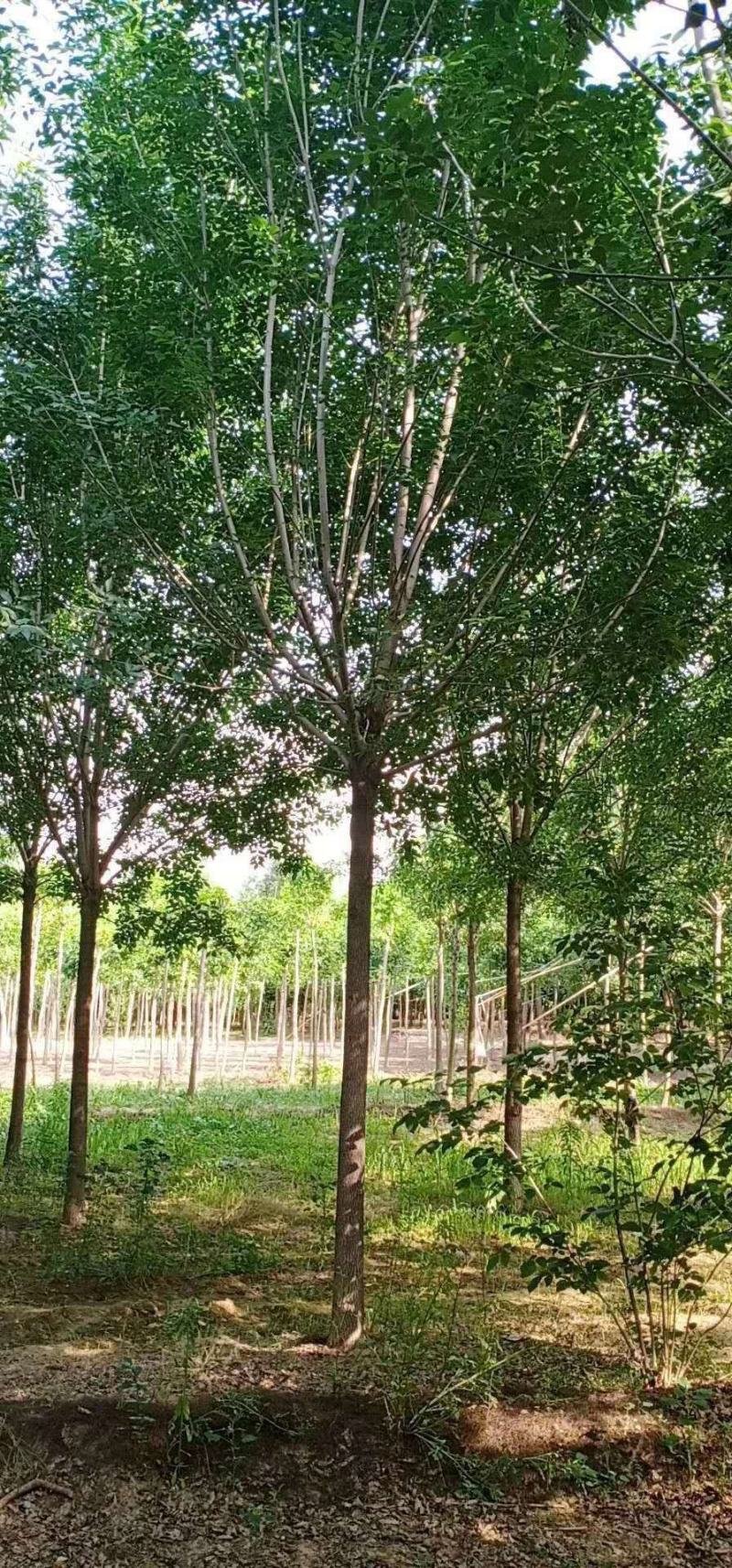 速生白蜡老白蜡占地白蜡树基地直销