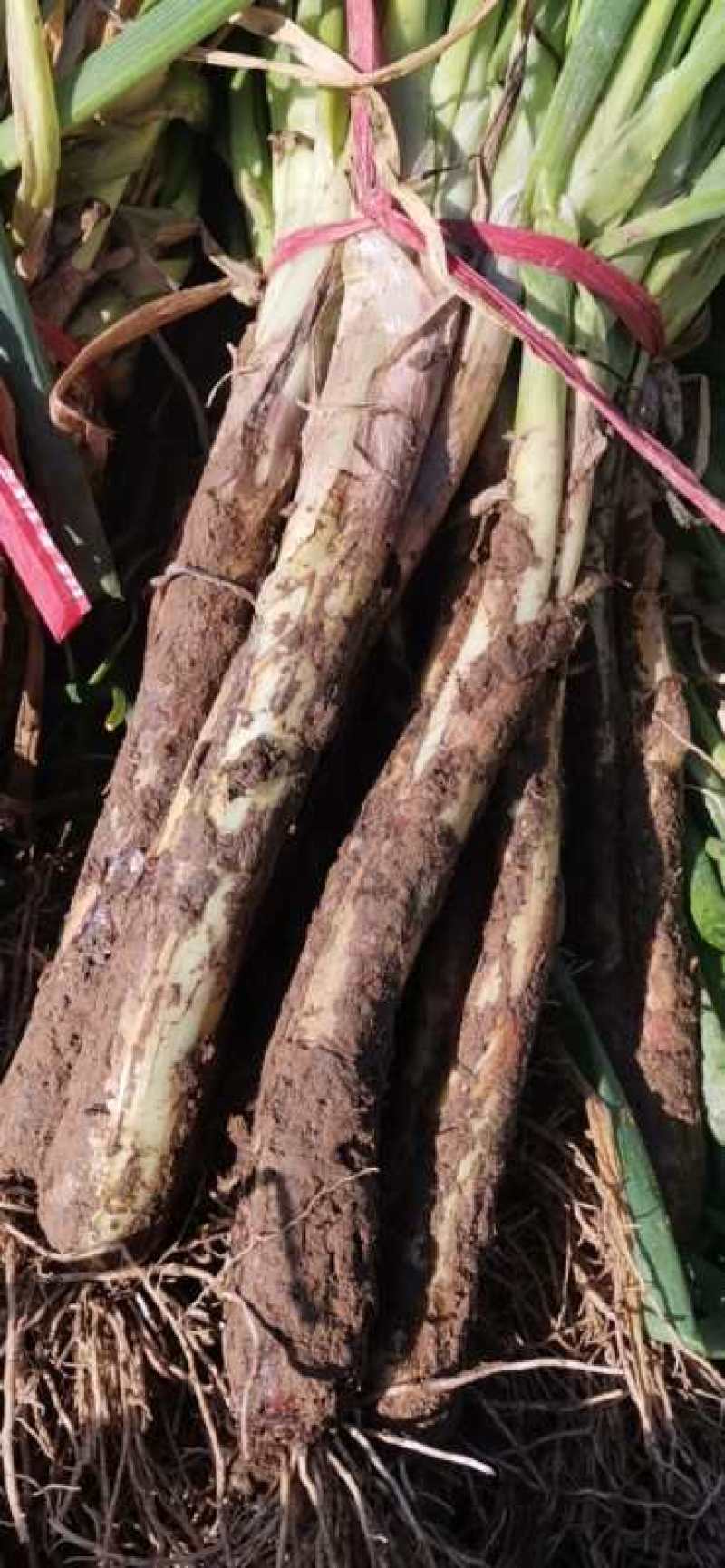 精品优质，蔬菜己大量上市！