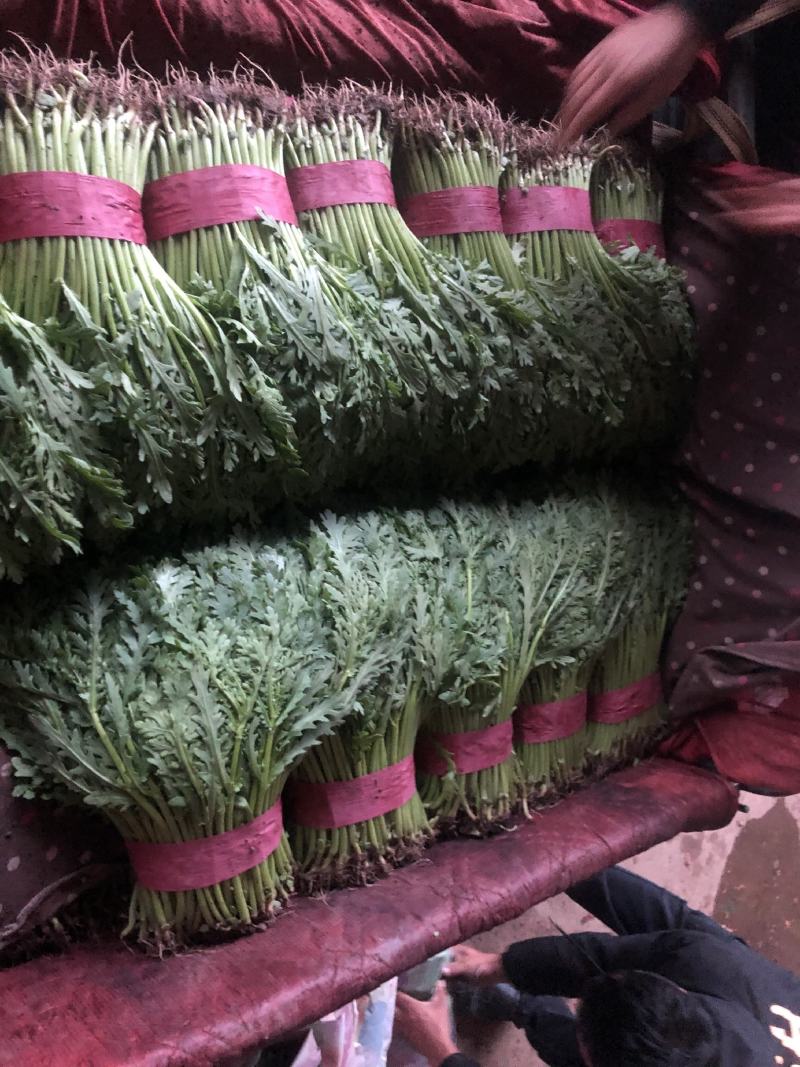 河北邯郸本地精茼蒿25公分左右可供应多种蔬菜