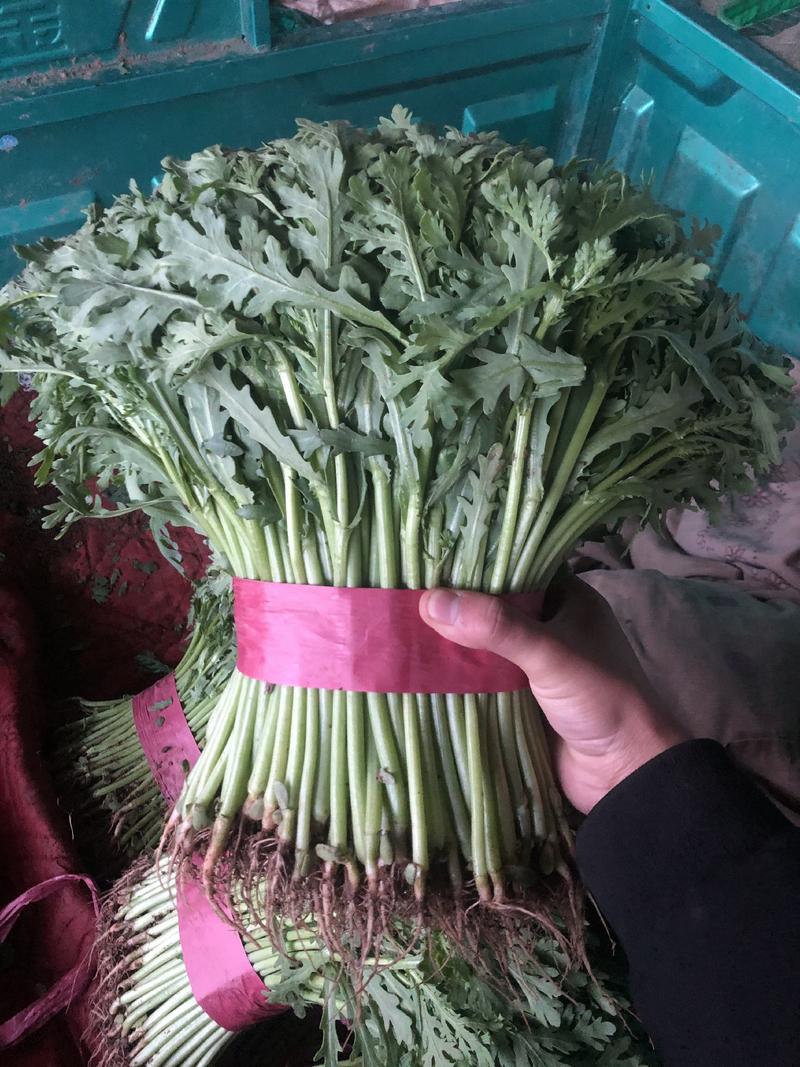 河北邯郸本地精茼蒿25公分左右可供应多种蔬菜