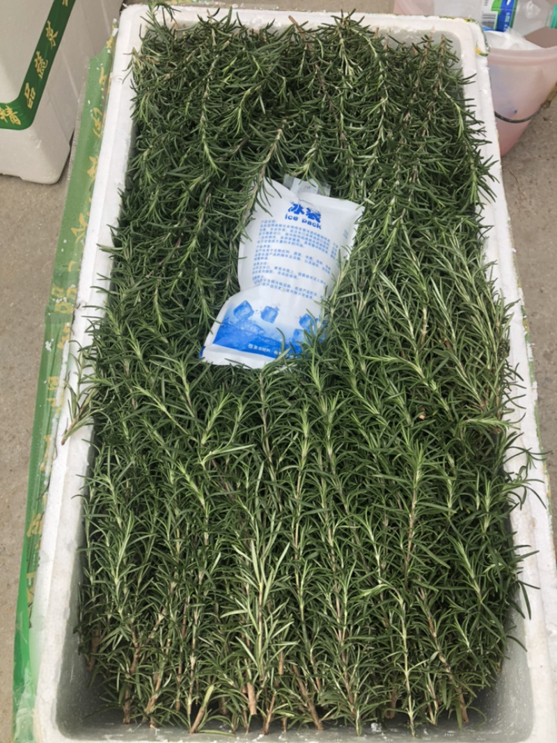 迷迭香可以食用的迷迭香，牛排的好搭档