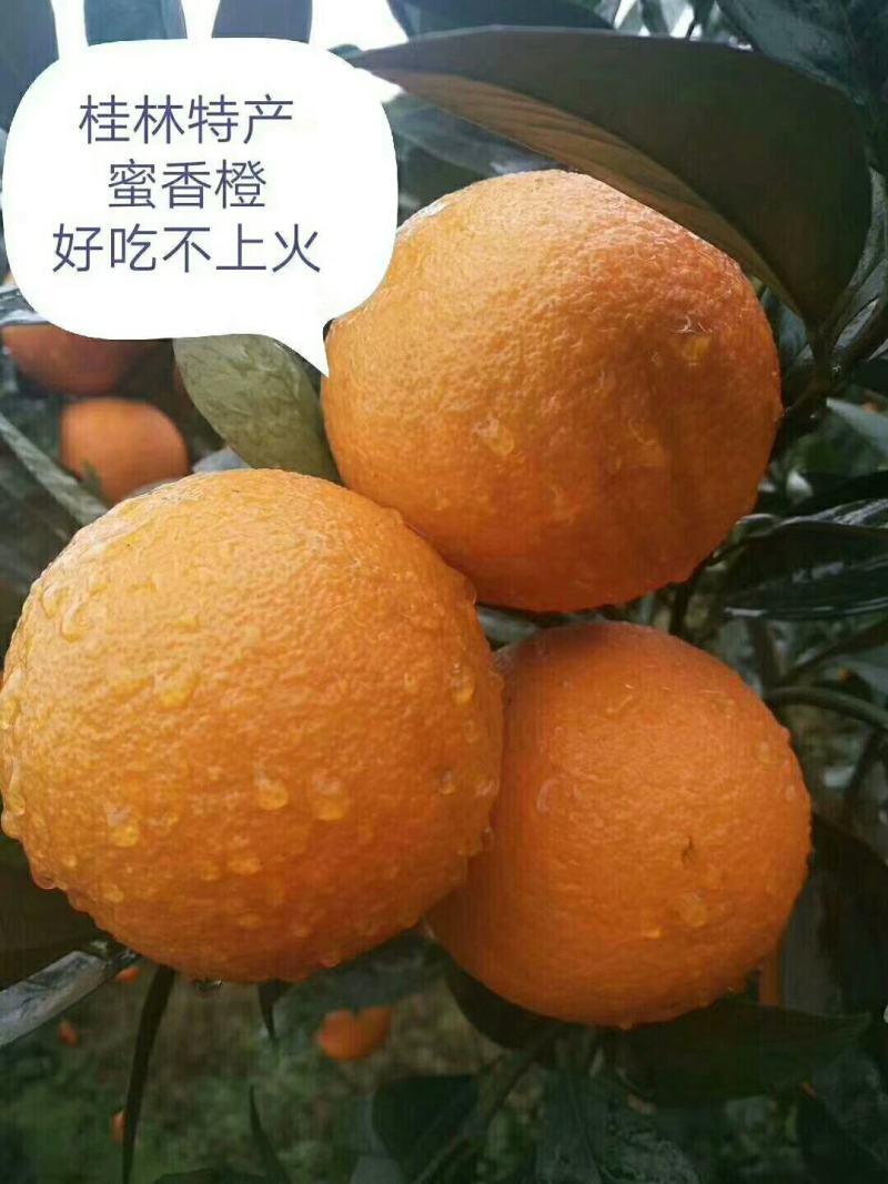 桂林甜如初恋的蜜香橙上市了