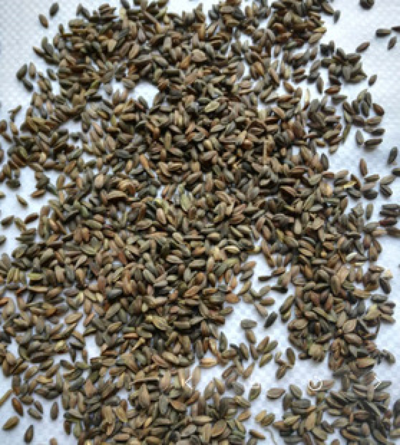 美洲白箢蓝紫粉玫红色紫菀单重瓣多头好养四季开花耐寒热鲜切