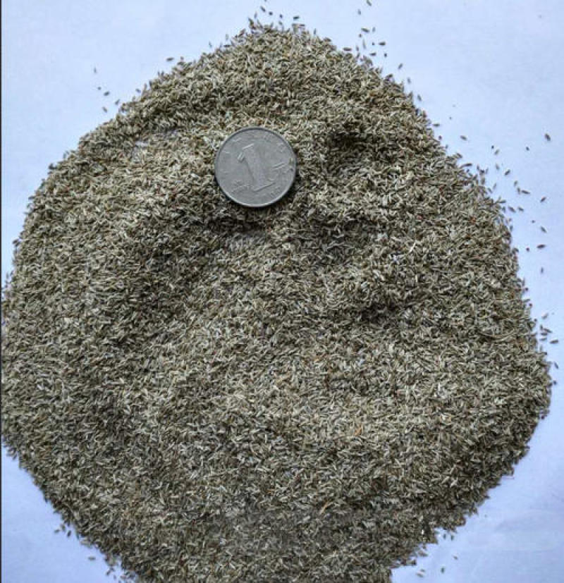 美洲白箢蓝紫粉玫红色紫菀单重瓣多头好养四季开花耐寒热鲜切