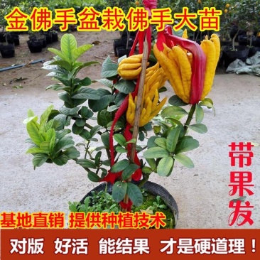 佛手盆栽基地金佛手盆景带果发货千佛手苗庭院阳台客厅绿植