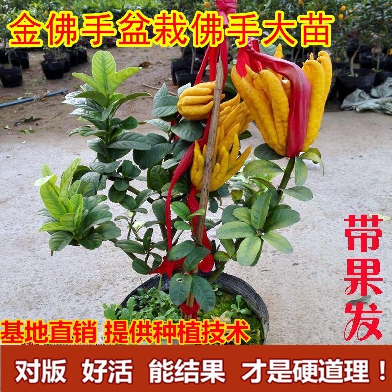 佛手盆栽基地金佛手盆景带果发货千佛手苗庭院阳台客厅绿植