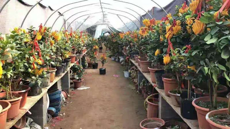 佛手盆栽基地金佛手盆景带果发货千佛手苗庭院阳台客厅绿植