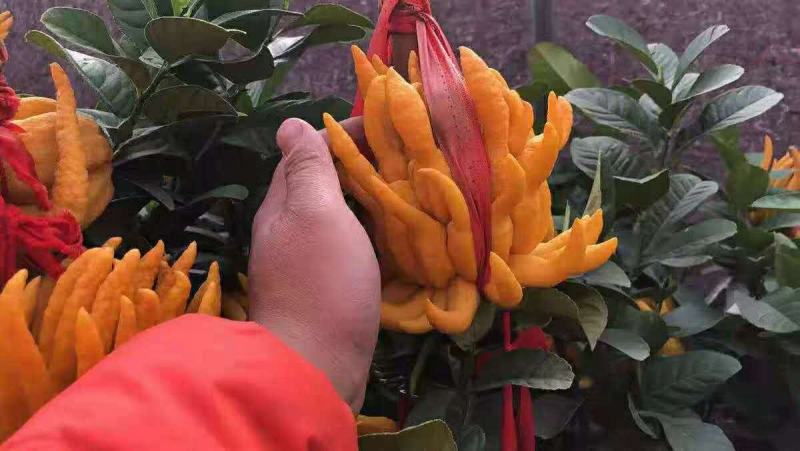 佛手盆栽基地金佛手盆景带果发货千佛手苗庭院阳台客厅绿植