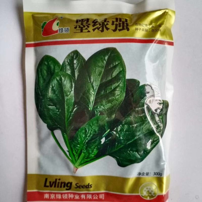菠菜种子圆叶墨绿色一代杂交品种耐寒能力强品种种子