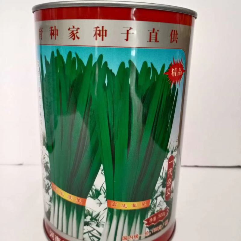 韭菜种子特选四季不休眠品种耐寒能力强高产富韭品种种子