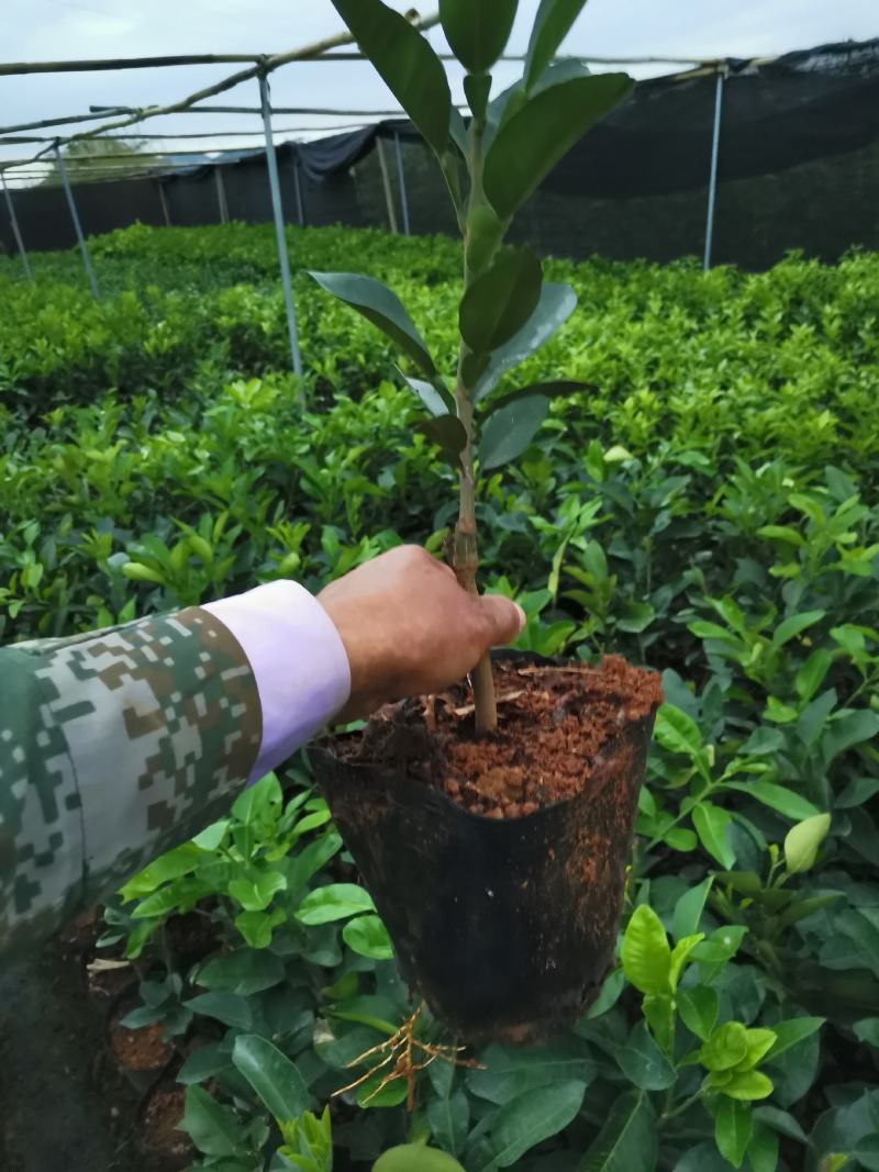 青柚正宗泰国红宝石青柚，包正宗假一赔十，产地直发