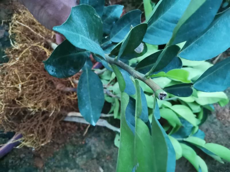 青柚正宗泰国红宝石青柚，包正宗假一赔十，产地直发