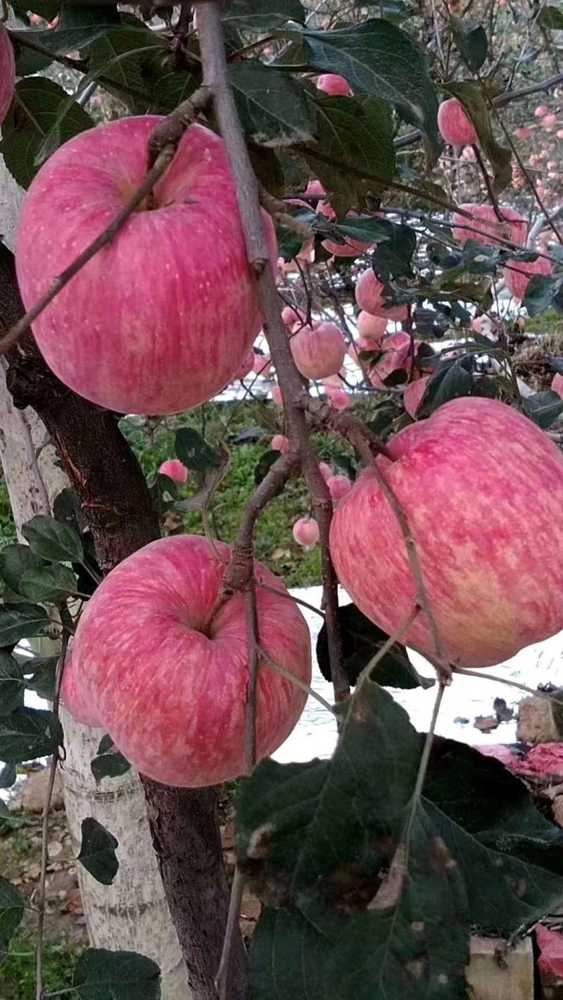 水晶冰糖心红富士苹果大量上市了脆甜可口，货源充足