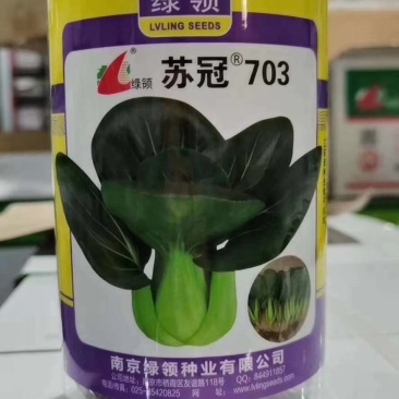 黑油菜种子矮脚耐寒越冬品种蔬菜种子一代杂交品种种子基地专