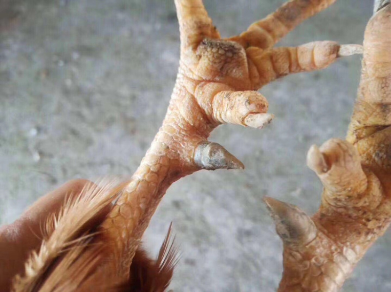 凤翔苗土阎鸡数量有限