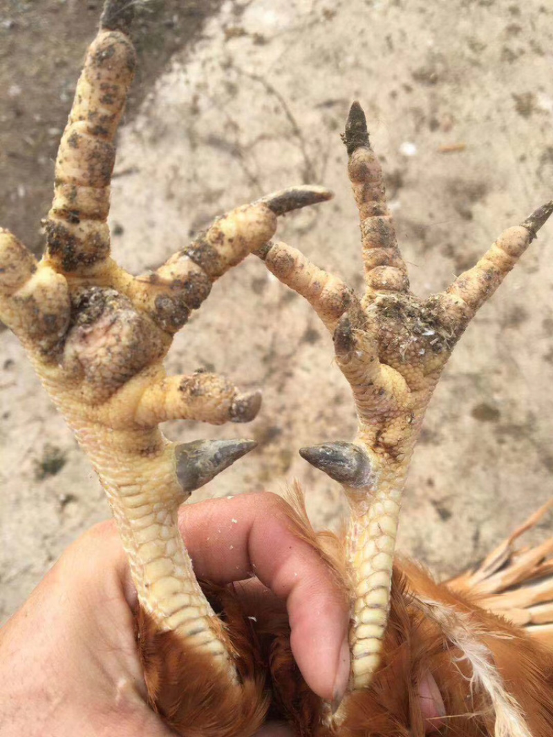凤翔苗土阎鸡数量有限