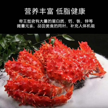 帝王蟹大量有货现在订购中