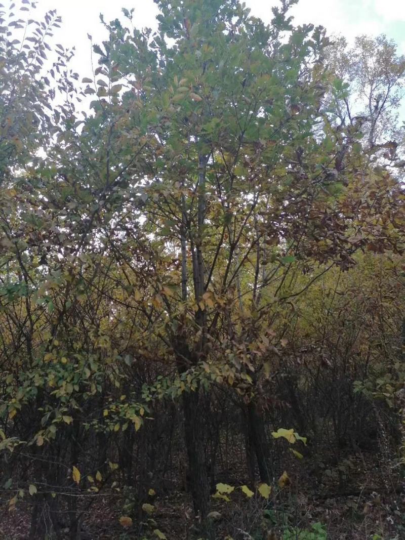 蒙古栎树30~50cm
