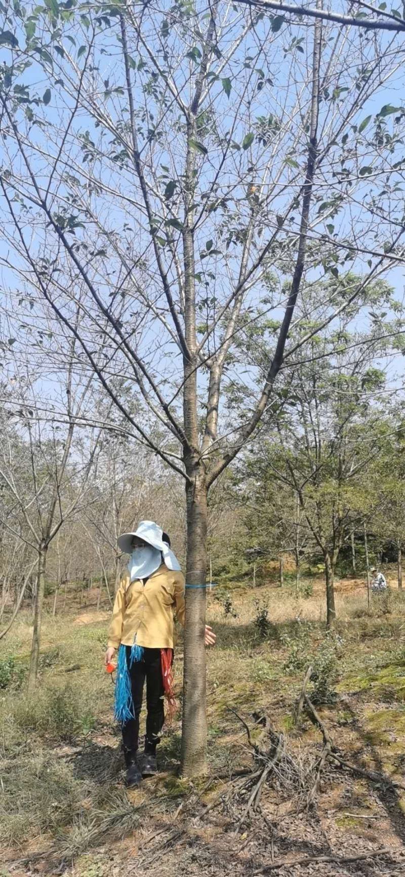 染井吉野，米径10一15公分高杆，各种规格的齐全大量有货