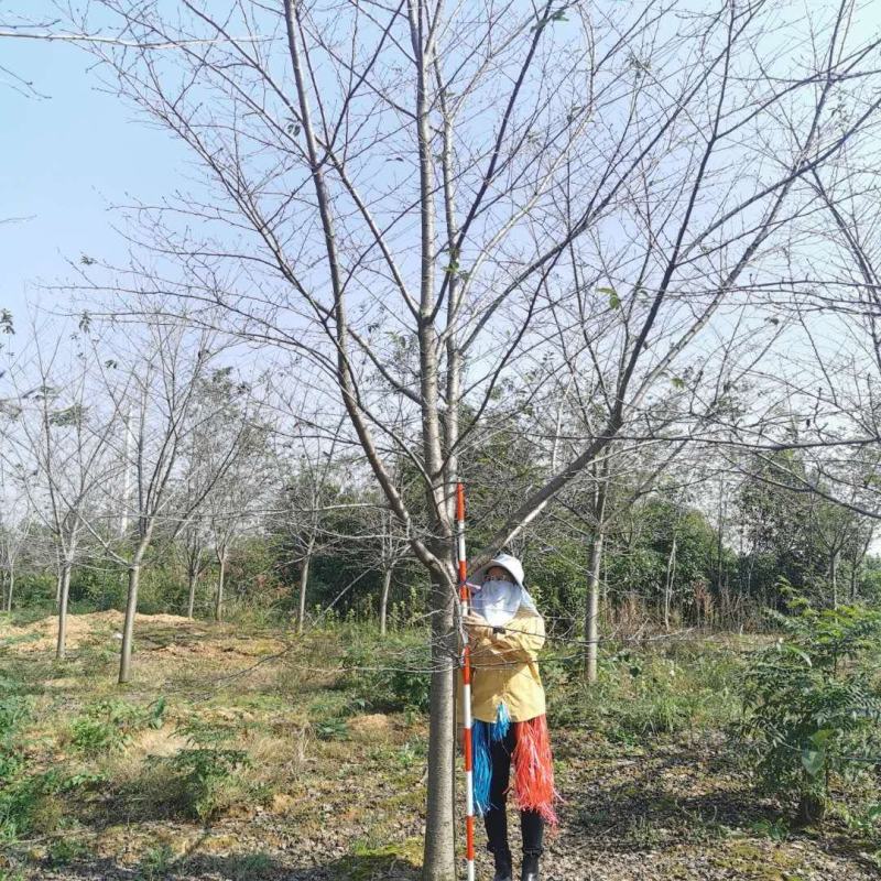 染井吉野，米径10一15公分高杆，各种规格的齐全大量有货